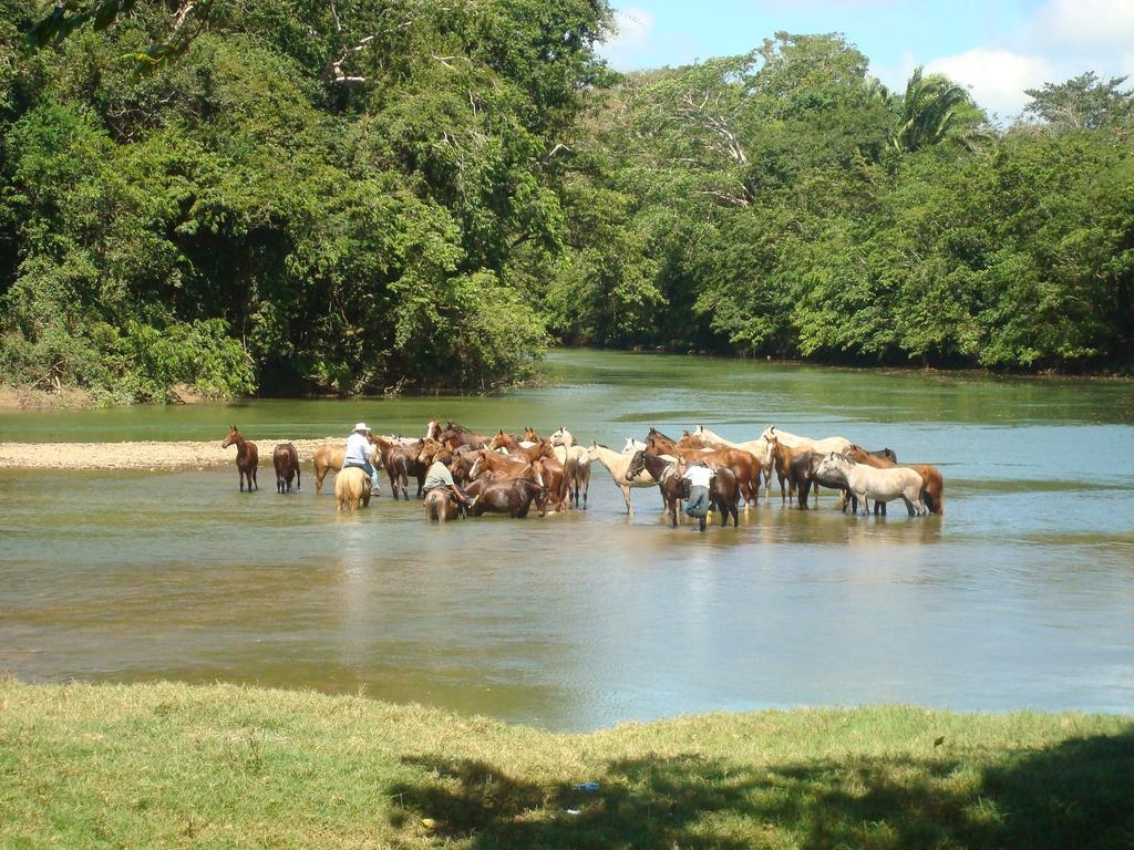 Banana Bank Lodge & Jungle Horseback Adventures เบลโมแพน ภายนอก รูปภาพ