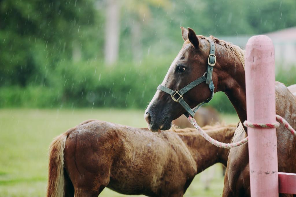 Banana Bank Lodge & Jungle Horseback Adventures เบลโมแพน ภายนอก รูปภาพ