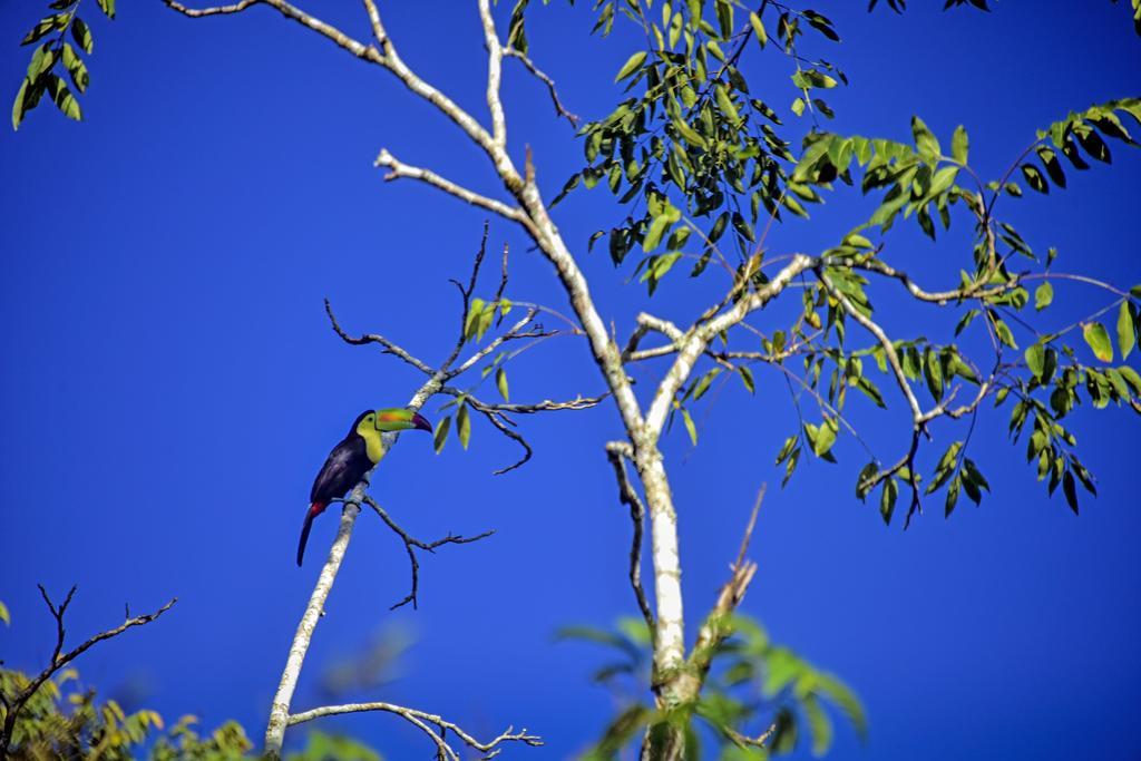 Banana Bank Lodge & Jungle Horseback Adventures เบลโมแพน ภายนอก รูปภาพ